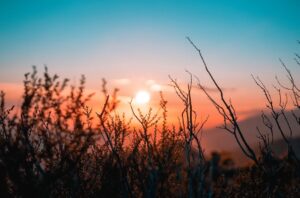 The science behind morning sunlight, and why it changes your mood. Images shows sun rising behind vegetation 
